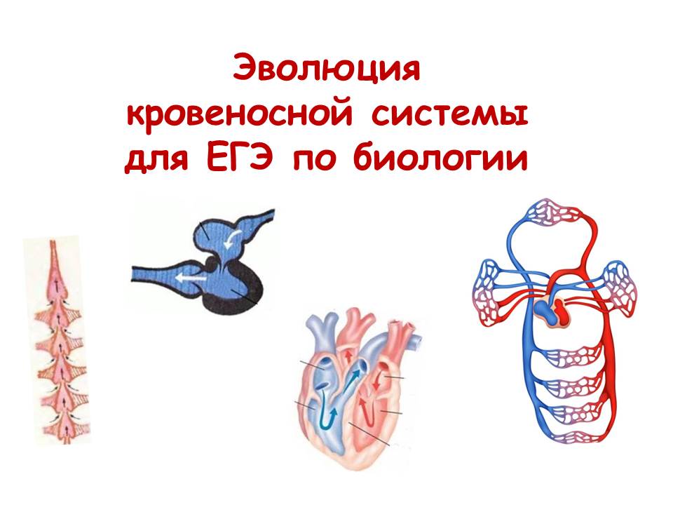 Эволюция пищеварительной и кровеносной системы. Эволюция кровеносная система ЕГЭ. Кровеносная система ЕГЭ биология. Кровеносная система человека замкнутая. Ароморфоз кровеносной системы.