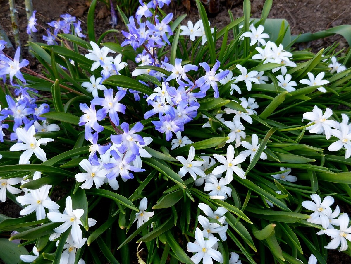 Хионодокса  белая.