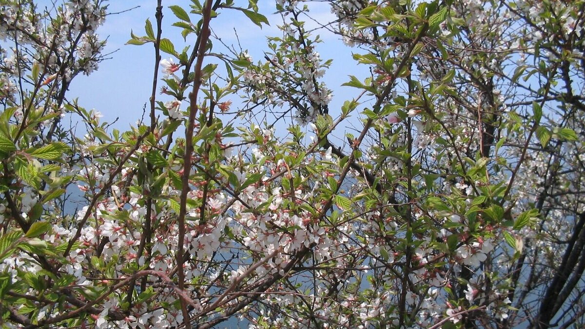     Аномальное потепление и мощный циклон к концу рабочей недели пообещал Приморскому краю портал maglipogoda.ru. Настоящую весну среди зимы посулил он Приморью.