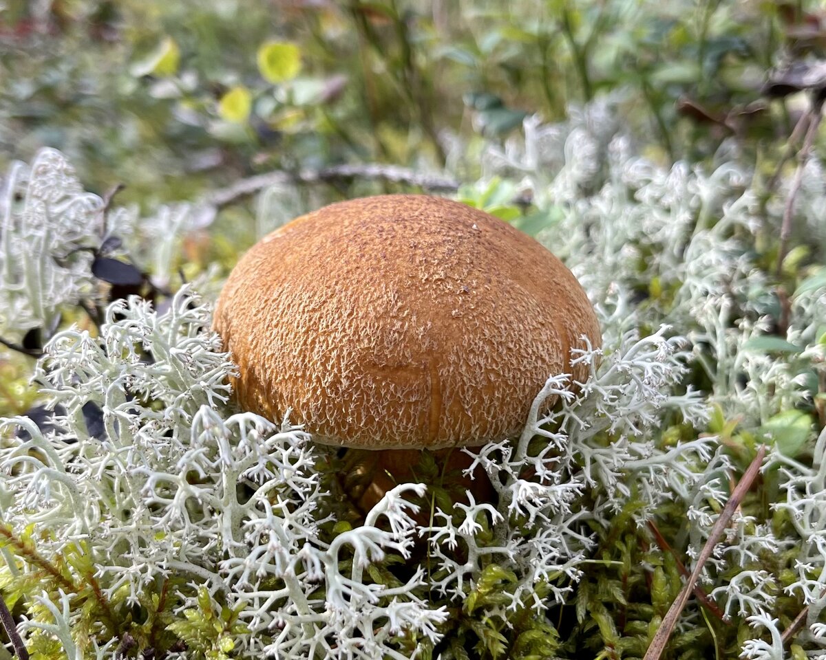 Маслёнок (моховик) желто-бурый (Suillus variegatus) | Грибы и их виды  (Поющий грибник) | Дзен