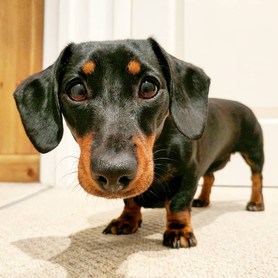 Фото разновидностей таксы. Жесткошерстная такса стандарт фци. Фото разновидностей таксы. Такса длинношерстная жесткошерстная. Такса кобель.