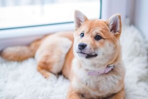    Фото: pexels.com Анита Ким