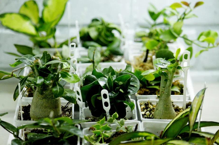 Лето 2022 Фото и коллекция автора Masteritayaplants