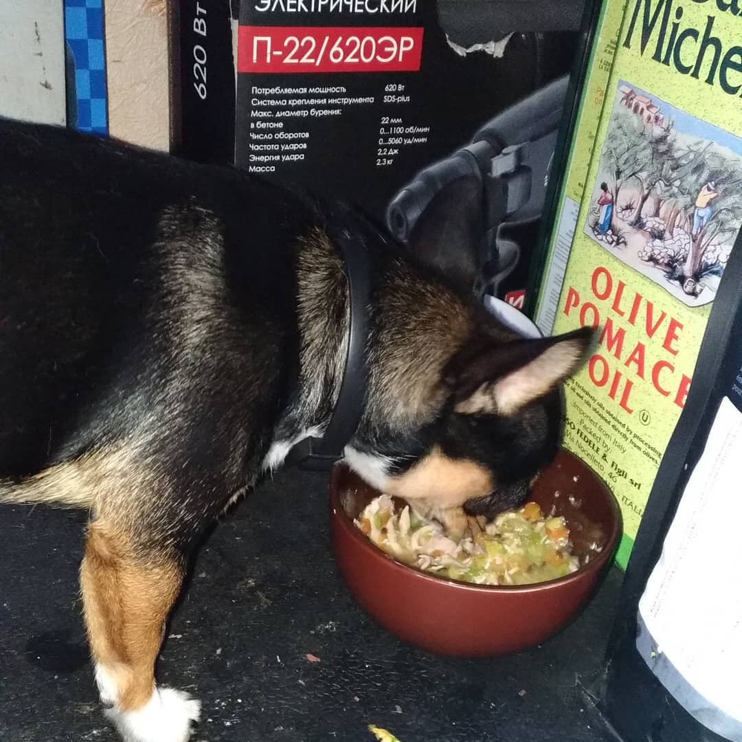 голень индейки+морковка+кабачок+семена льна = объедение