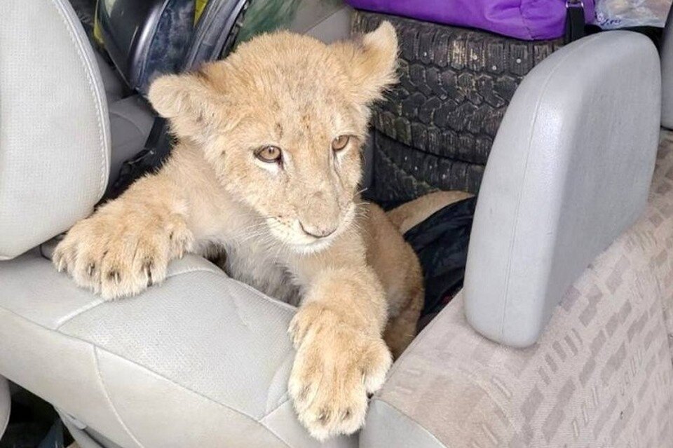     Львенок так и не доехал до Беларуси. Фото: Центральное таможенное управление