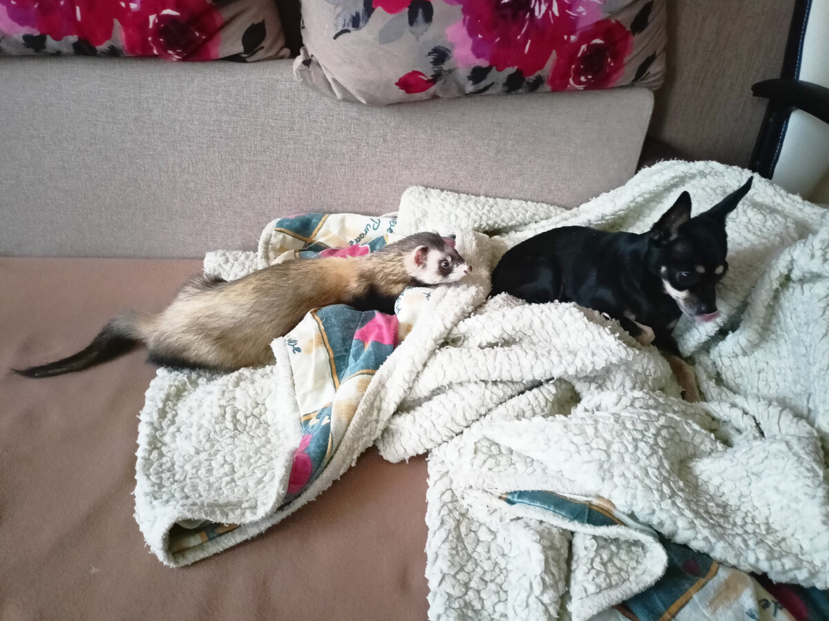 Джой и Ластик