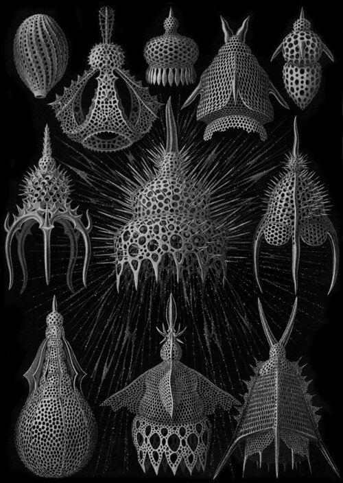 Изображения: Ernst Haeckel, Kunstformen der Natur и Догель В. А., Полянский Ю. И., Хейсин Е. М., Общая протозоология, М. — Л., 1962; Жизнь животных, т. 1, М., 1968; Kudo R. R., Protozoology, 4 ed., Springfield (III.), 1954; OrelI K. G., Protozoology, 3 ed., B. — HdIb.—  N. Y., 1973.