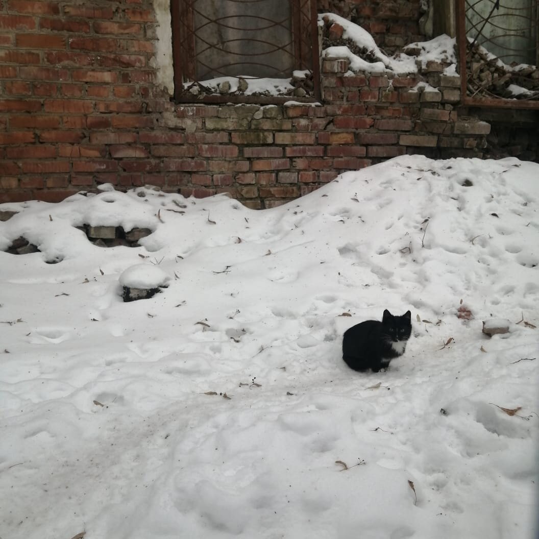 Это африканское животное на морозе в 40 градусов умоляет о еде. Это вне добра и зла. Прекратите продавать питомцев в стране, где бездомные животные замерзают заживо. 