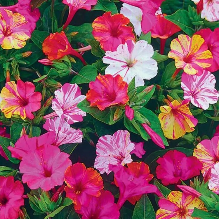 Расцветки мирабилиса бывают очень разнообразными. 