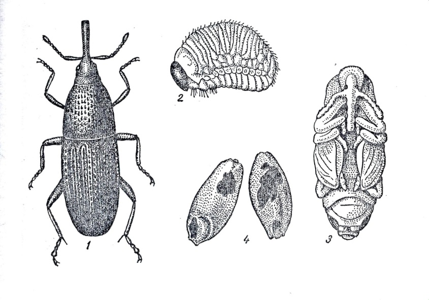 Долгоносик в пшенице. Жук Амбарный долгоносик. Долгоносик Амбарный зерновой. Личинки жука долгоносика. Амбарный и рисовый долгоносики.