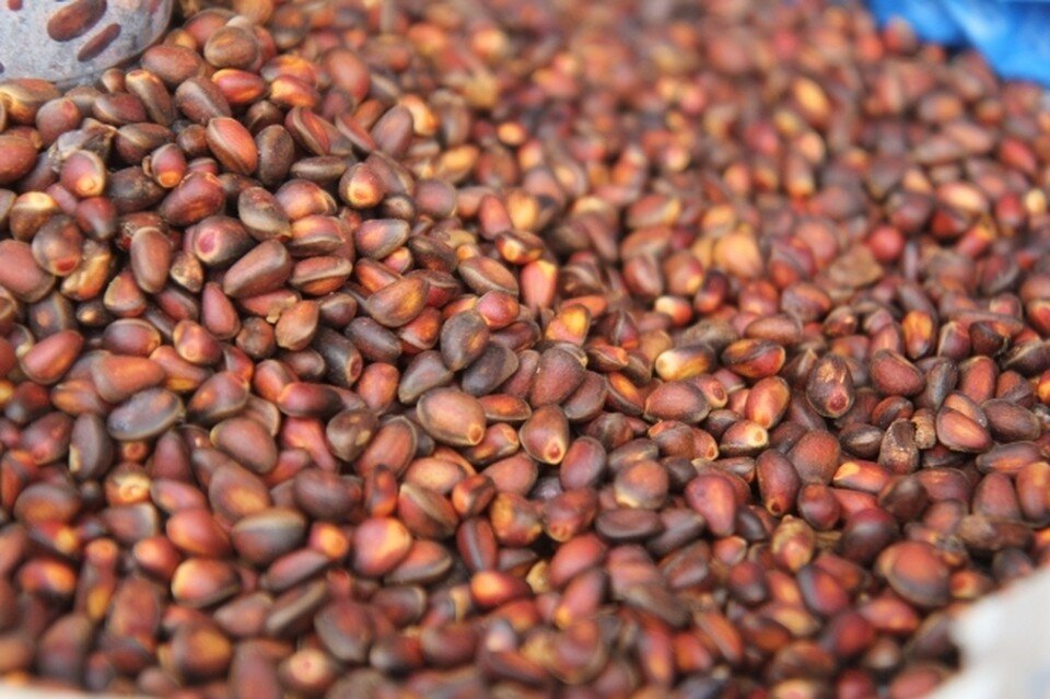   Юлия ПЫХАЛОВА