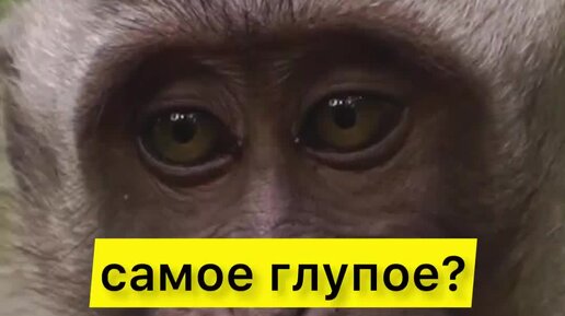 think. | Какое животное самое глупое #shorts | Дзен
