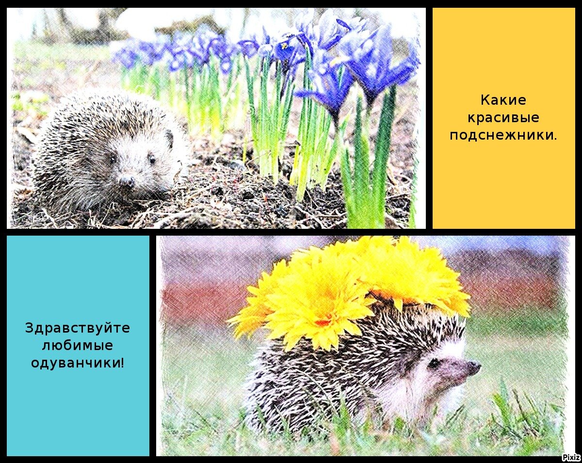 Норка ежа картинки для детей