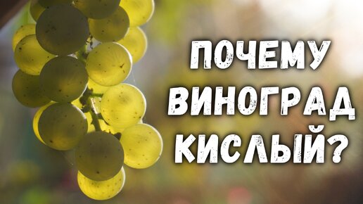 Почему виноград кислый или плохо набрал сахар?