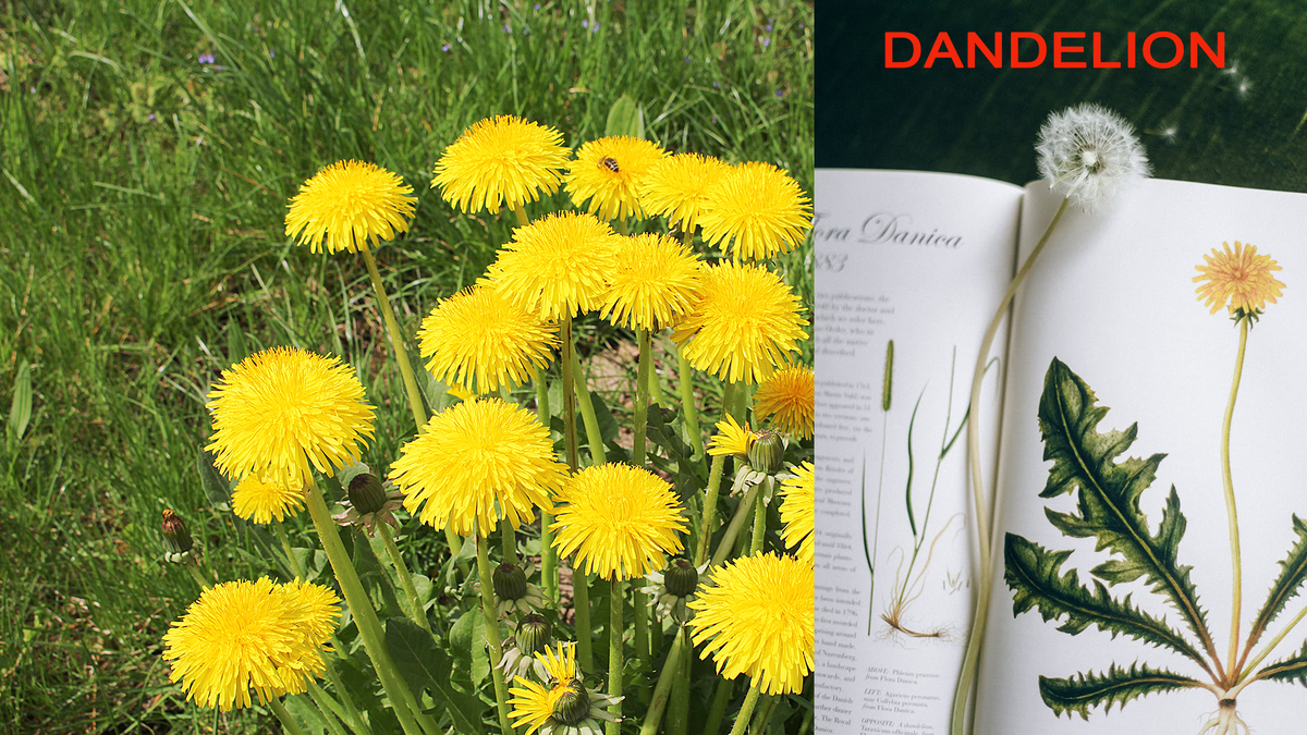 Цветы одуванчика