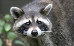    Фото: drasler.ru Святослав Лавренко