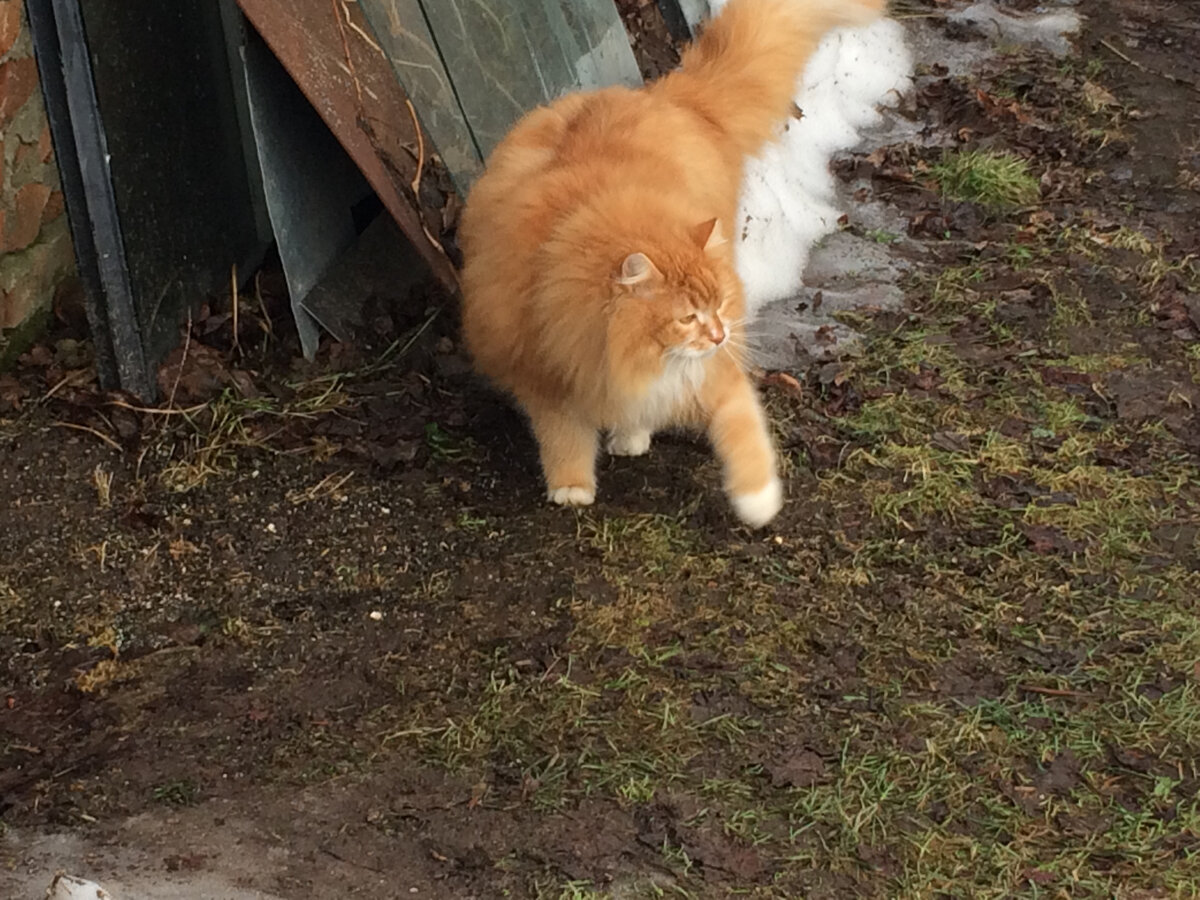 Беша на прогулке. Фото автора