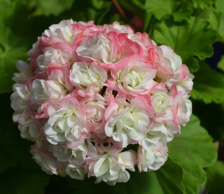 Пеларгония гарнет розебуд фото и описание