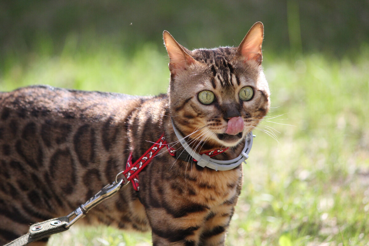 Фото автора | Кот бенгальский, 1 штука