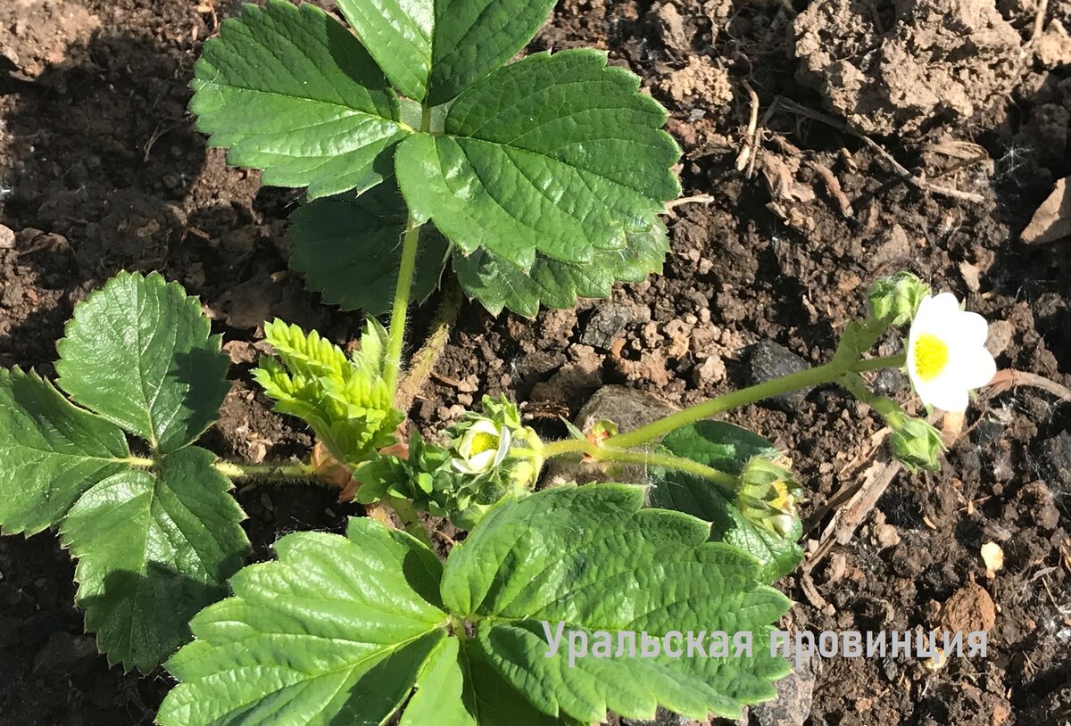 Новые посадки клубники