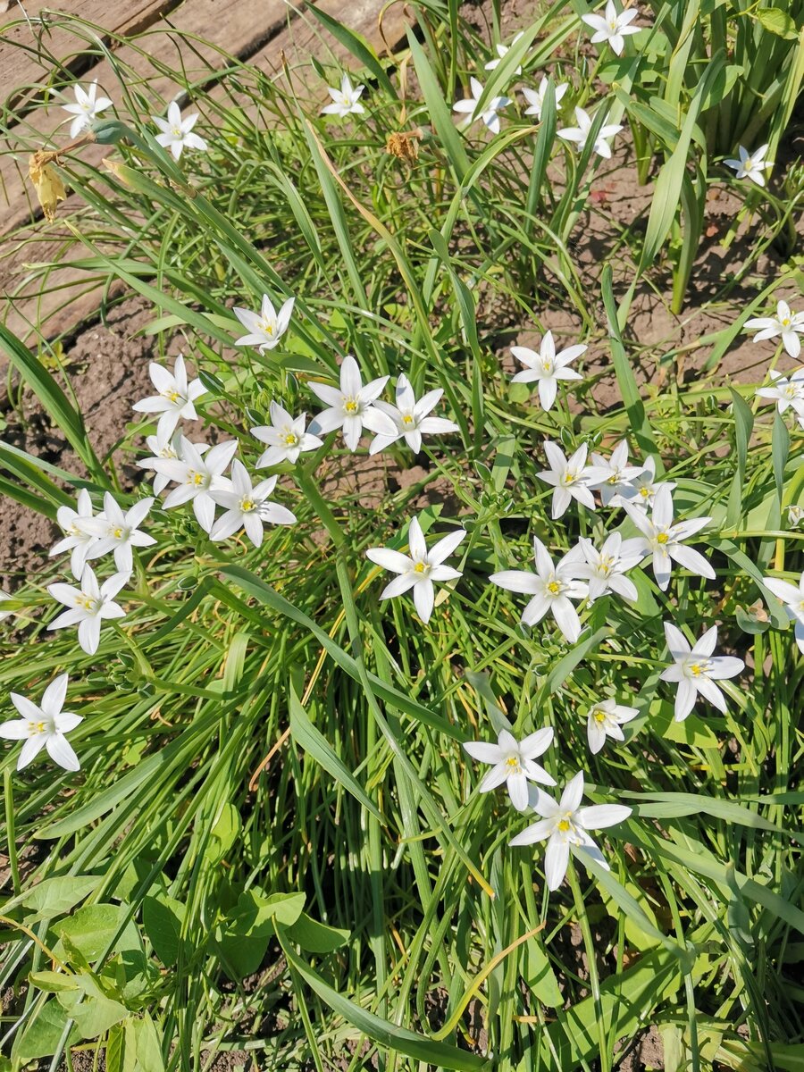 Белоснежные звёздочки)