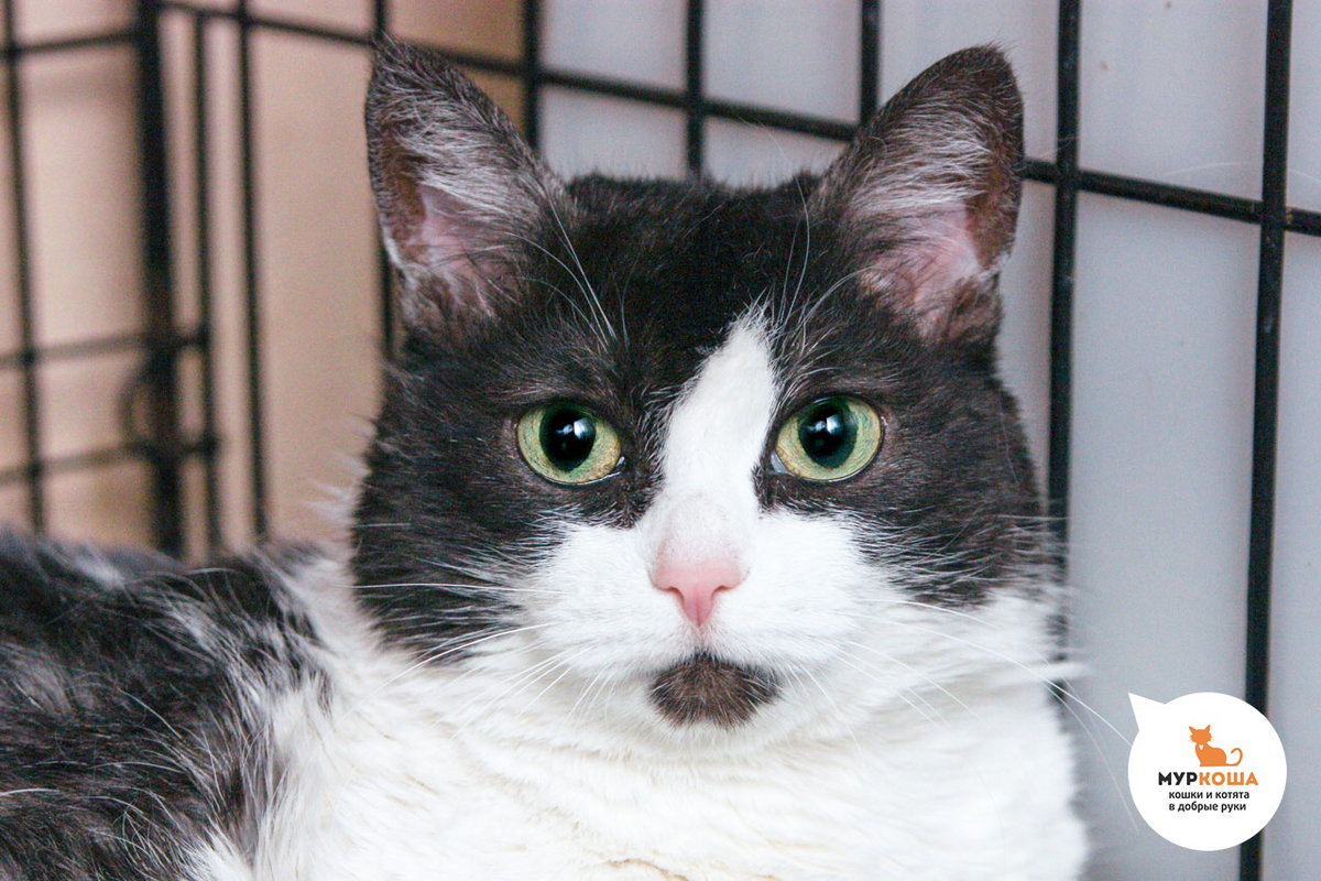 Шейн, 15 лет. Кошечку, прожившую практически всю жизнь дома в семье, в столь зрелом возрасте отнесли в приют, потому что что? Правильно, аллергия...