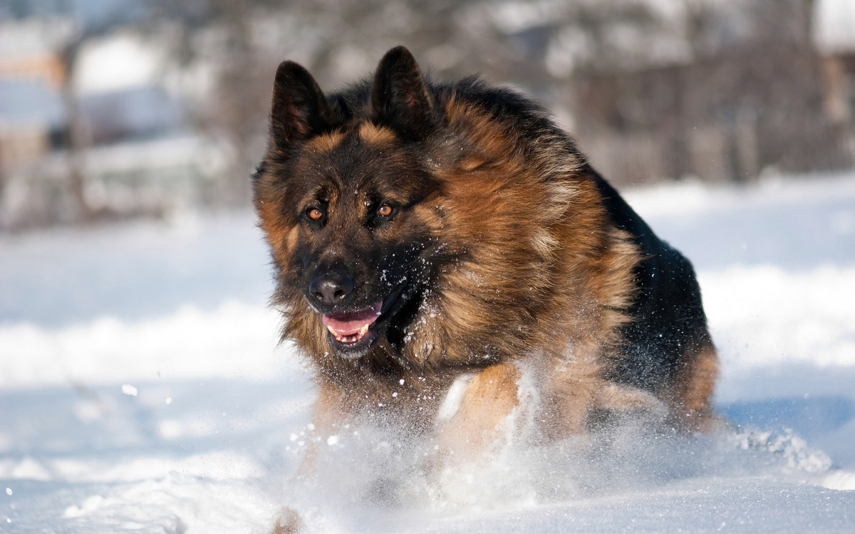 Это ж не обязательно был человек. Нашла эту красавицу в Интернете.