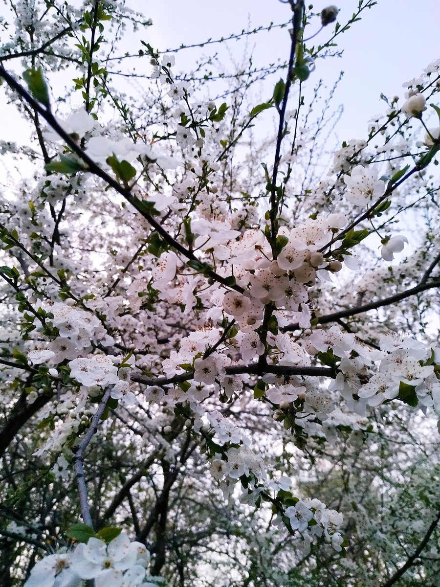 Цветущая яблоня в Терлецком парке
