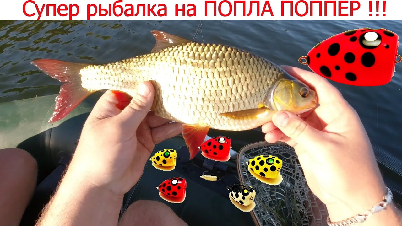 Попл. Ловля чехони зимой на дону. Попла поппер схема. Попл. Верховодка на реке.
