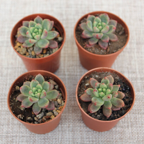 Фото растений перед осмотром корневой