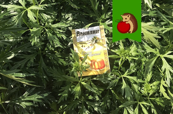 Мошкара и комары больше не пристают: 3 народных средства, которые отпугнут насекомых (проверено на себе)1