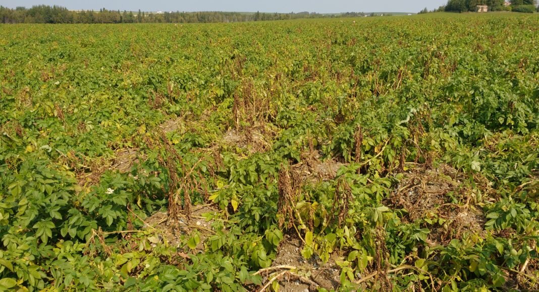 Картофельное поле заражено болезнью ранней смерти картофеля. Фото: Халил Аль-Муграби