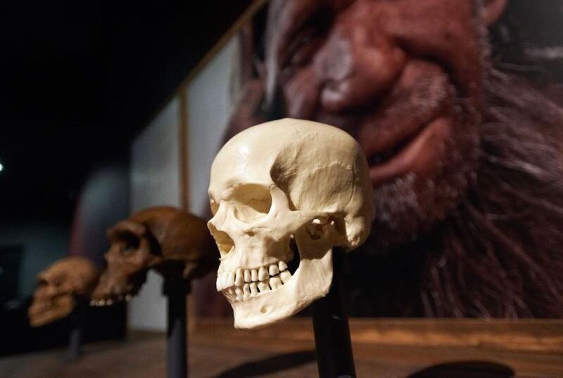 Череп Homo sapiens и черепа более ранних предков выставлены в Музее естественной истории Тулузы.