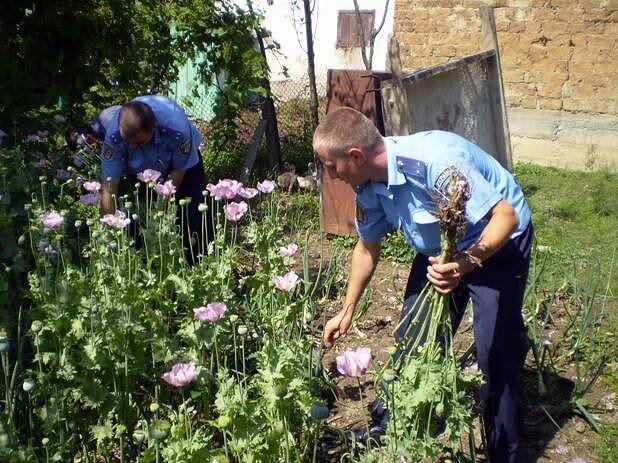 Какой мак нельзя выращивать на участке фото