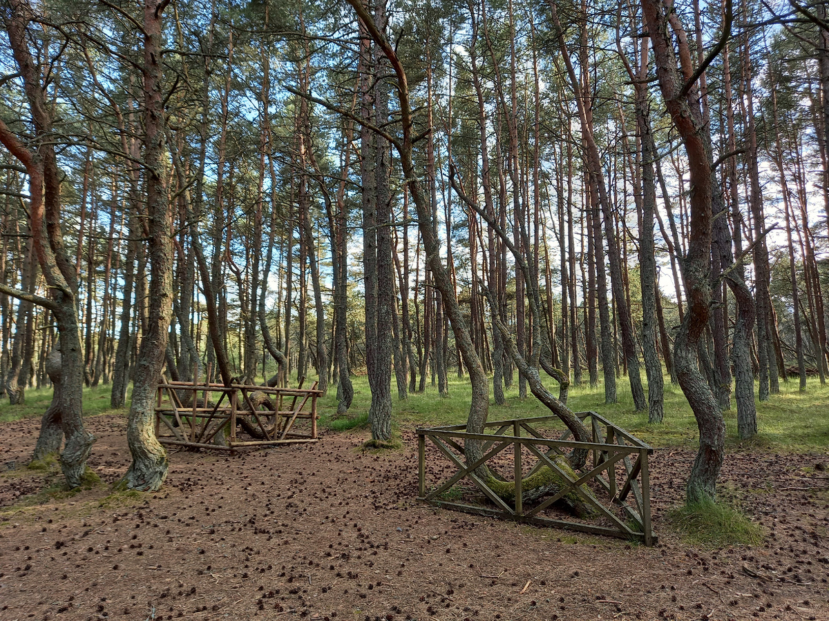 "Танцующий лес" на Куршской косе