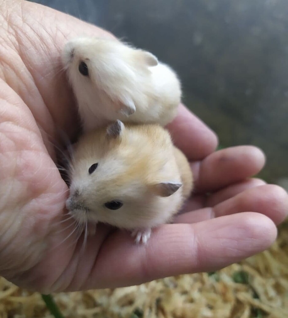 Джунгарские хомячки