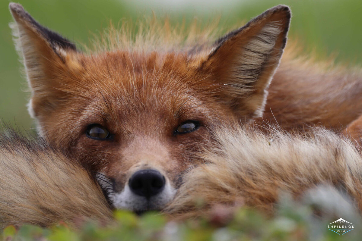 Лис Ветер. Автор фото: Дмитрий Шпиленок