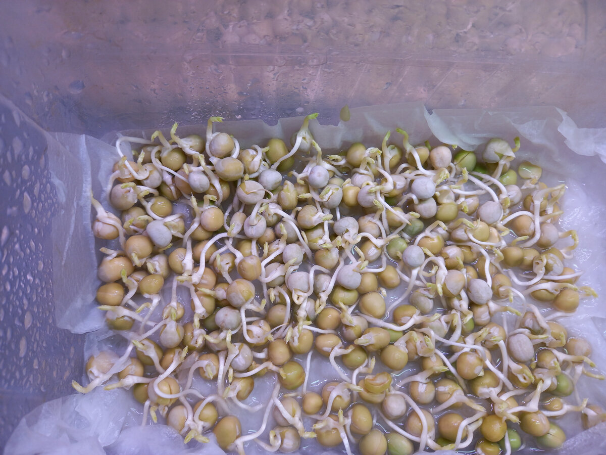 Проростки гороха