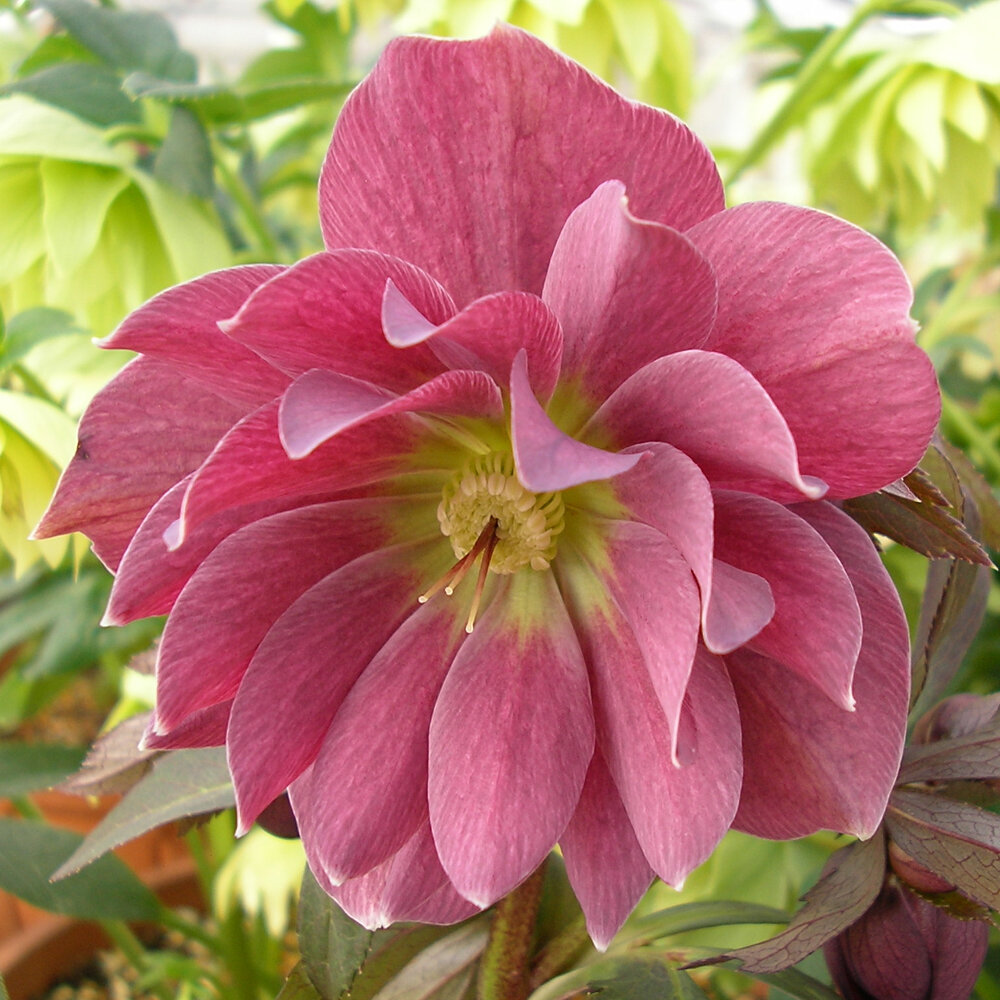 Berry Squirl. Фото: peters.de