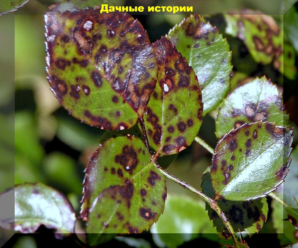 https://vk.com/photo-159774511_457253332