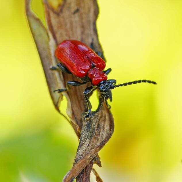 Лилейная трещалка. Фото edhel с сайта macroid.ru. Эх, какое качество... Хоть фотоаппарат покупай для таких снимков. Ибо смарт портреты насекомых "не тянет"