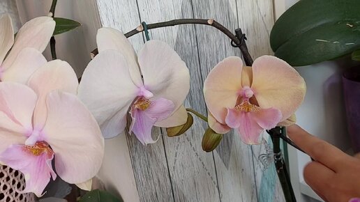 Цветение орхидей в июне /ЛегаТТо - интрига раскрыта.