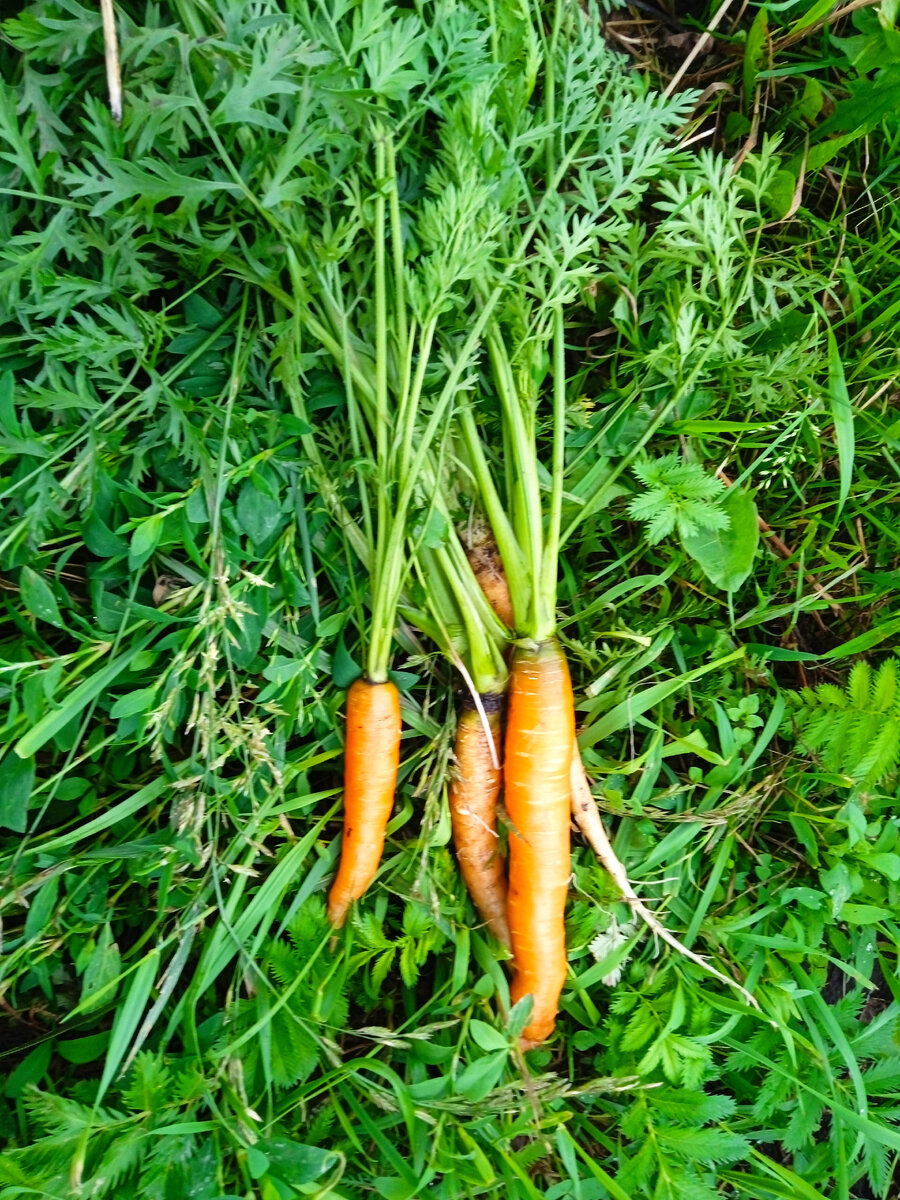 Июльский урожай