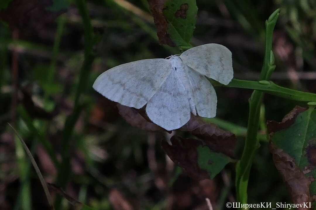 Пяденица Scopula nemoraria - нечастый вид сосново-широколиственных лесов. В Красной книге Новгородской области.
