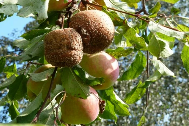 Как своевременно увидеть монилиоз на плодовых деревьях