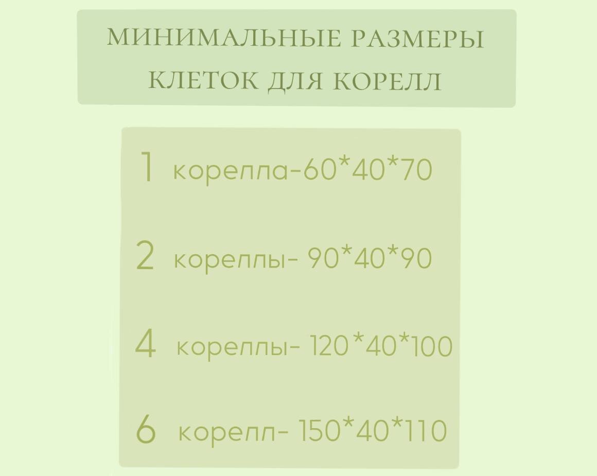 Правильный уход и содержание кореллы. | Виктория Епифанова | Дзен