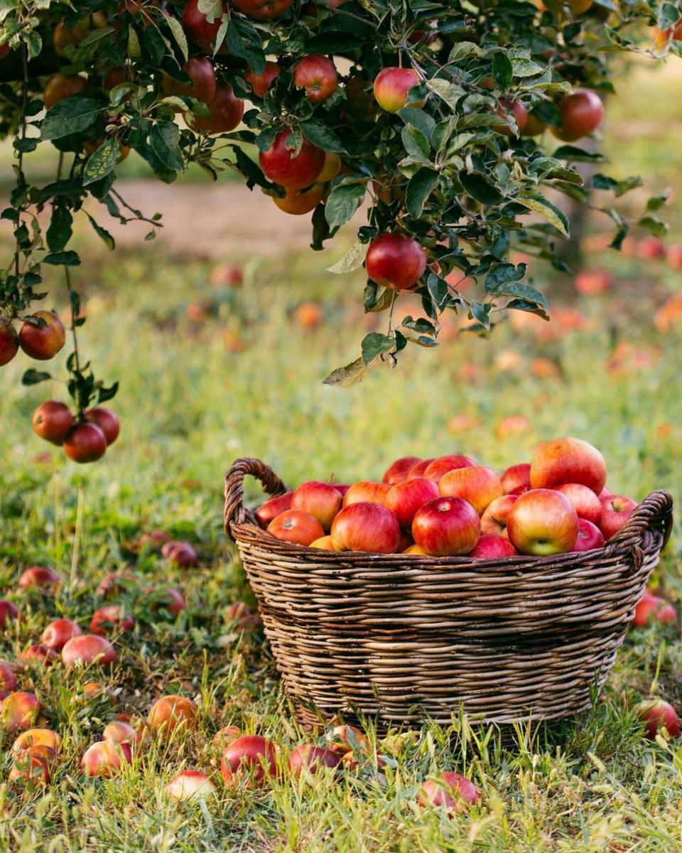 Раньше до 19 августа яблоки не собирали.