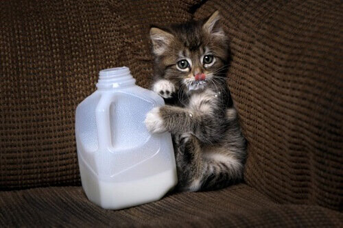 🐱Почему взрослым кошкам нельзя давать молоко | Нос, хвост, лапы | Дзен