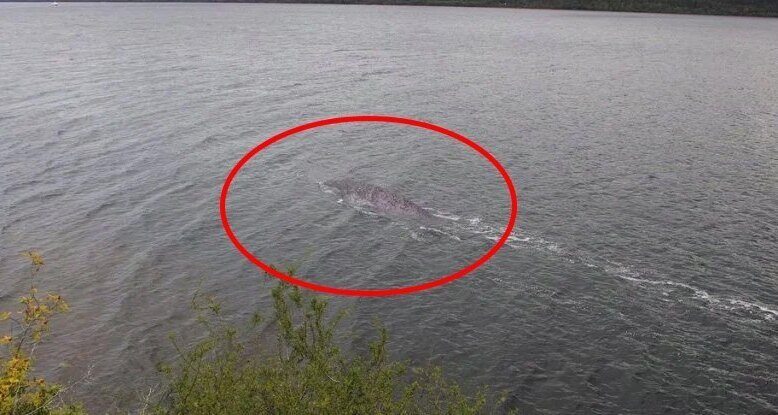     Фото Лохнесского чудовища: новые подробности о том, что на самом деле запечатлели фотографы
