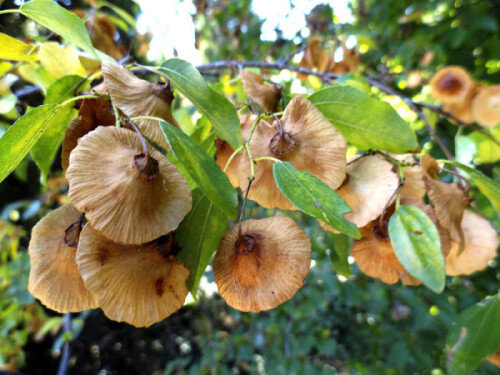 Цветы появились раньше динозавров: почему ученые ошиблись о ходе эволюции